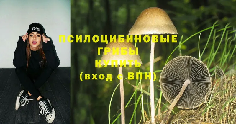 Псилоцибиновые грибы Psilocybe  Ишим 